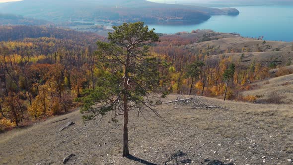 Aerial drone flight around a lonely tree in autumn forest mountains