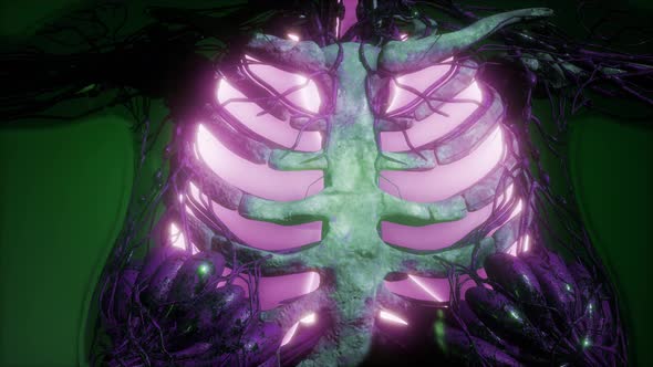 Human Body with Visible Lungs alt