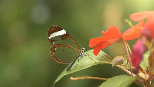 Slow Motion Shot of Fine Butterfly with Transparent Wings Flying Away From Red Flower