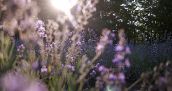 Very Close, Lavender Plant in Sunlight Move Camera