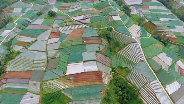 Leek plantation by Mount Sumbing terraced fields patchwork aerial view