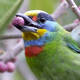 Five Colored Barbet - VideoHive Item for Sale