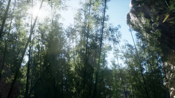 Lanscape of Bamboo Tree in Tropical Rainforest, Malaysia alt
