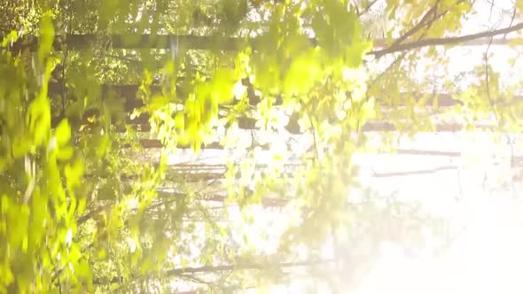 Vertical Video of a Forest with Many Trees in Autumn