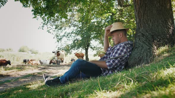 Young Villager Man Shepherd in Straw Hat with His Flock of Cows Lying Near the Tree with a Rural