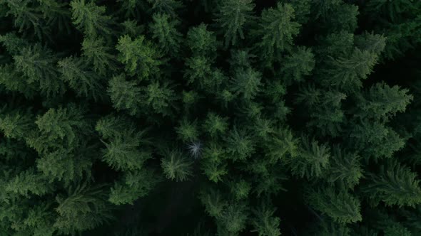 AERIAL - Dense forest in Transylvania, Romania, rising top down spinning shot