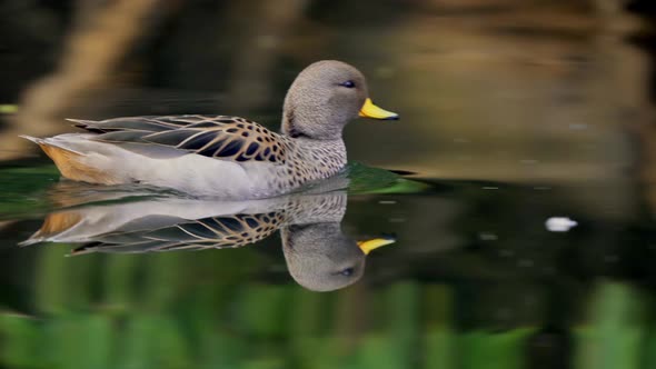 Close up shot of a Yellow-Billed teal swimming fast on a pond and the reflections of trees on the wa