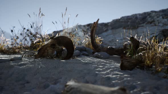 Skull of a Dead Ram in the Desert