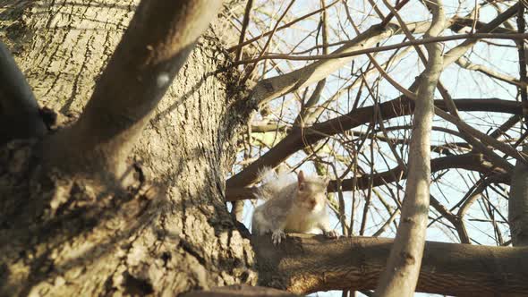 A curious squirrel on a tree branch.