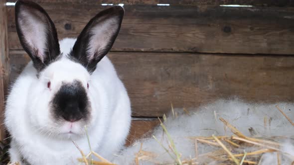 The Face of a Decorative Bunny with Black Ears and Nose