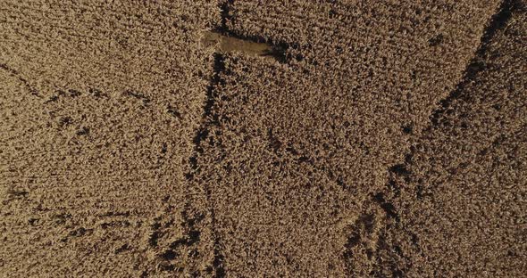 Aerial flight over milo field ready to harvest looking straight down