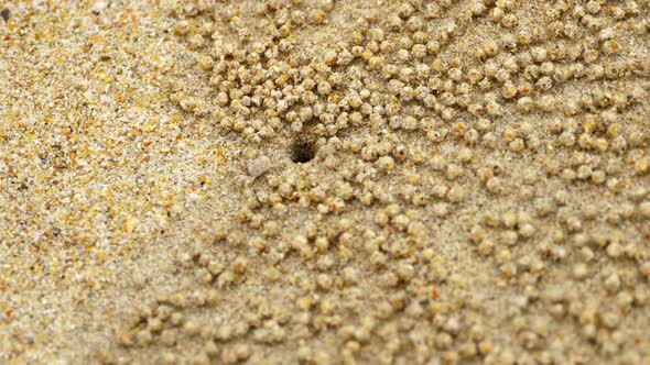 Small Ghost Crab Making Sand Ball