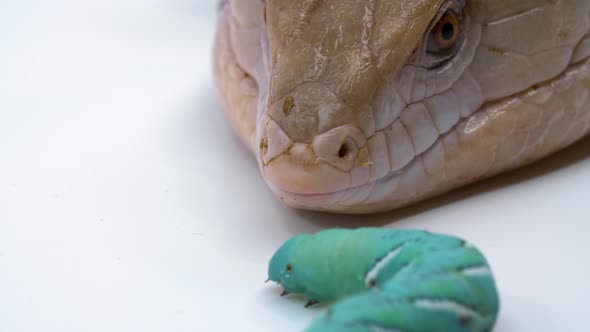 Macro close-up of a reptile blue tongued-skink as his it licks a hornworm with it's blue tongue whil