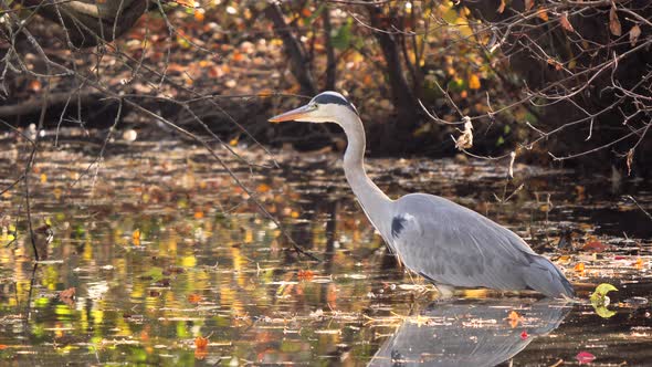 Grey heron bird looking for fish in the water