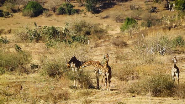 Giraffe in Kruger National park, South Africa