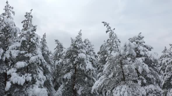 Aerial View of Winter Forest Covered in Snow. Drone Photography - Panoramic Image
