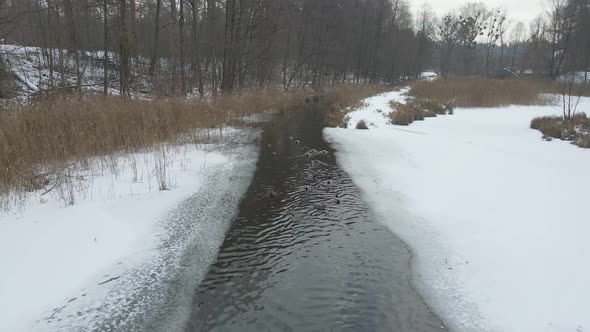 Ducks Swim Winter Frozen Lake