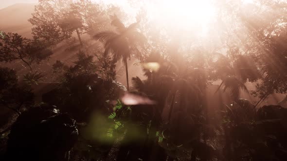 Incredible Tropical Green Forest View with Sun Flare in Morning.