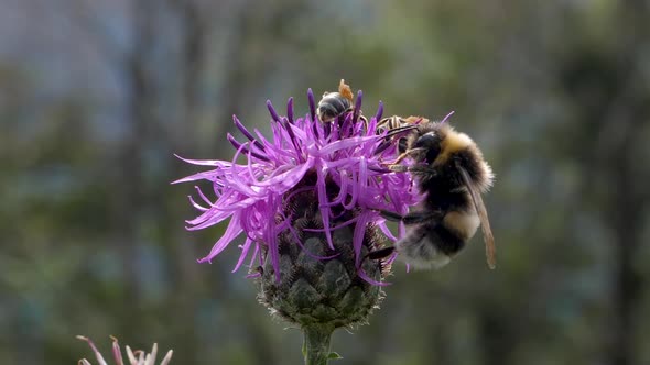 Queen Bumblebee fly hungry for nectar slow motion