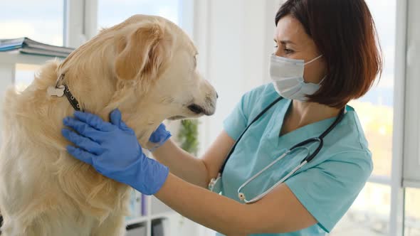 Golden Retriever Dog in Veterinary Clinic