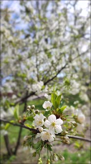 White Blooming Cherry Flowers and Buds on Branch with Green Leaves Closeup