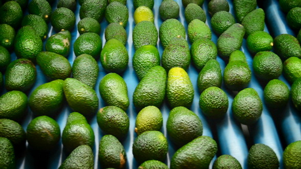 Avocados In Packaging Line