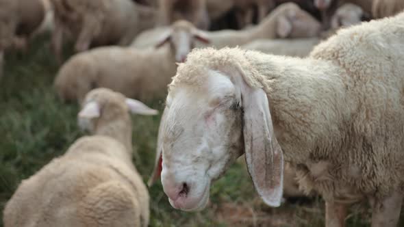 Texel is Breed of Sheep