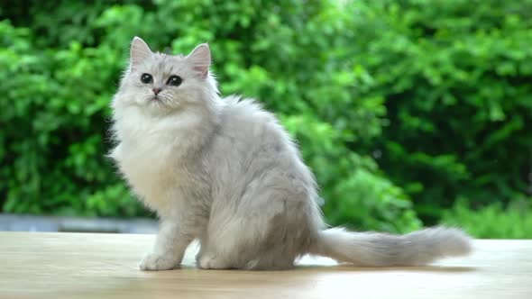 Cute Persian Cat Sitting And Looking On Wood