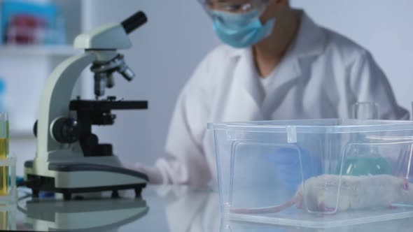 Test Rat in Plastic Box on Laboratory Table, Scientist Working With Microscope