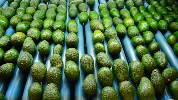 Avocados Hass In Packaging Line