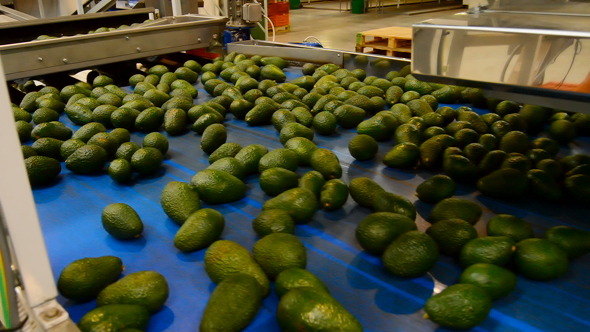 Avocados in Packaging Line