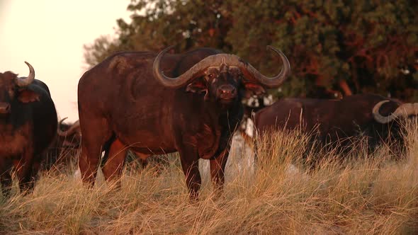 a Cape buffalo in africa