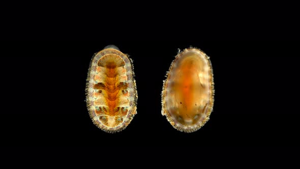 Mollusca Lepidochitona Sp. or a Common Chiton Under a Microscope, Class Polyplacophora