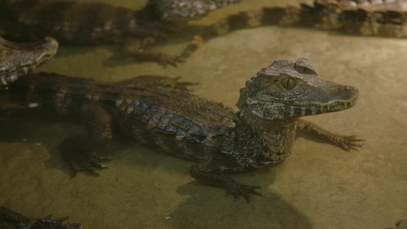 Caiman crocodilians in a group