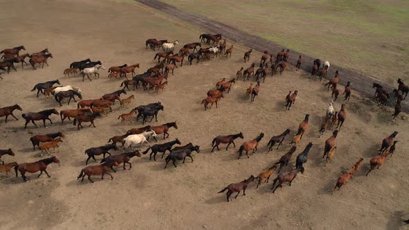 Herd Of Horses On Pasture