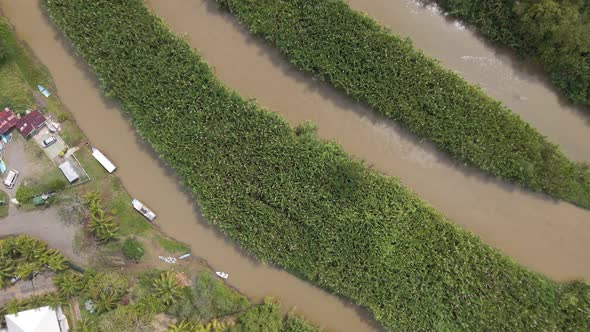 The brown rio cotos divided by two thick stripes of reed plants at the central pacific coast of Cost