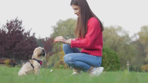 Lady Feeds Funny Shih Tzu Dog with Snacks on Green Meadow