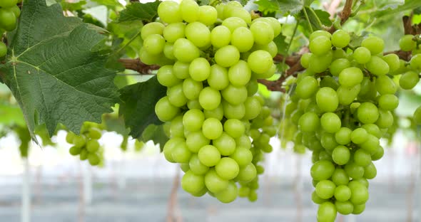 Green fresh grape in the farm