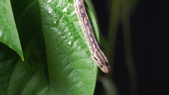 Water Python Snake or Brown Water Python