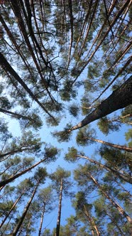 Vertical Video of the Forest By Day