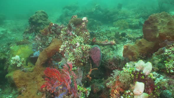 Moray on the Coral Reef