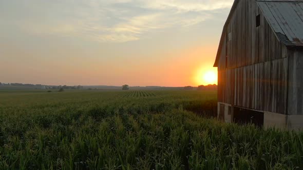 Iowa Cornfield, Barn Sunset