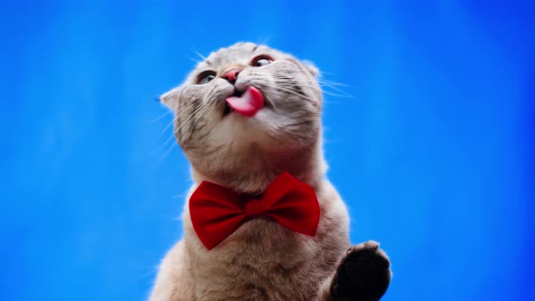 Cat Licking Glass on Blue Background Closeup Scottish Fold Portrait