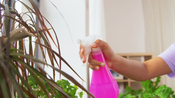 Hand Spraying Houseplant with Water at Home