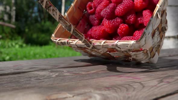 Birch Basket Full of Fresh Sweet Raspberries Falling on a Wooden Table Outdoors