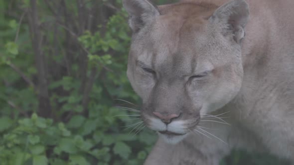 Beautiful Puma in Spring Forest