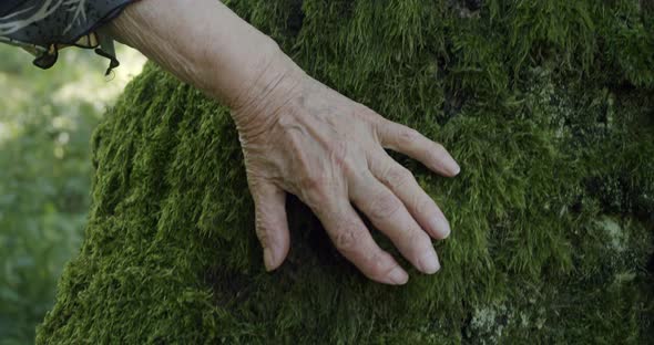 Elderly Woman's Hand Touches Moss on the Trunk of an Old Tree