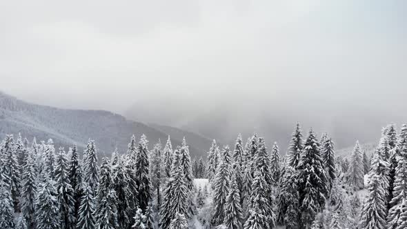 Aerial Flying Above Winter Forest