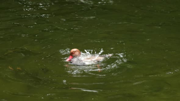 Redhead duck dives and spreads its wings rising above the pond water close-up in slow motion