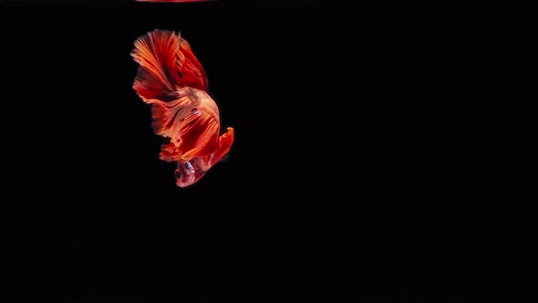 red color Siamese fighting fish